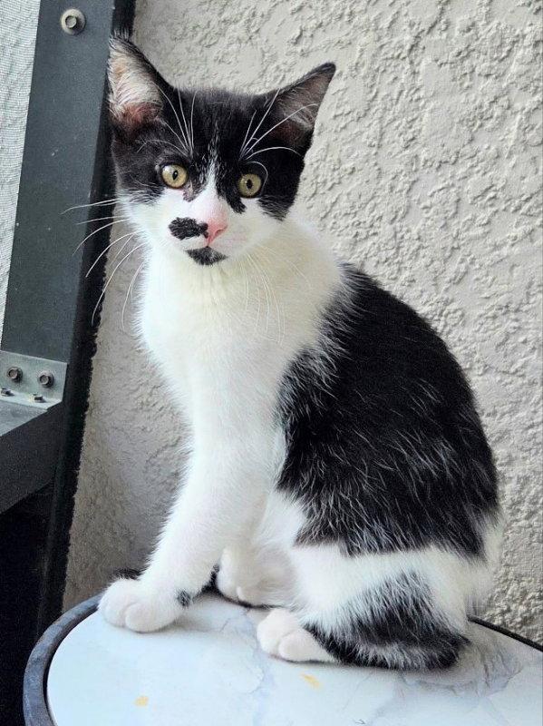 Enlarge Hotch, a Adopted Domestic Short Hair in Ocala, FL image 2/3