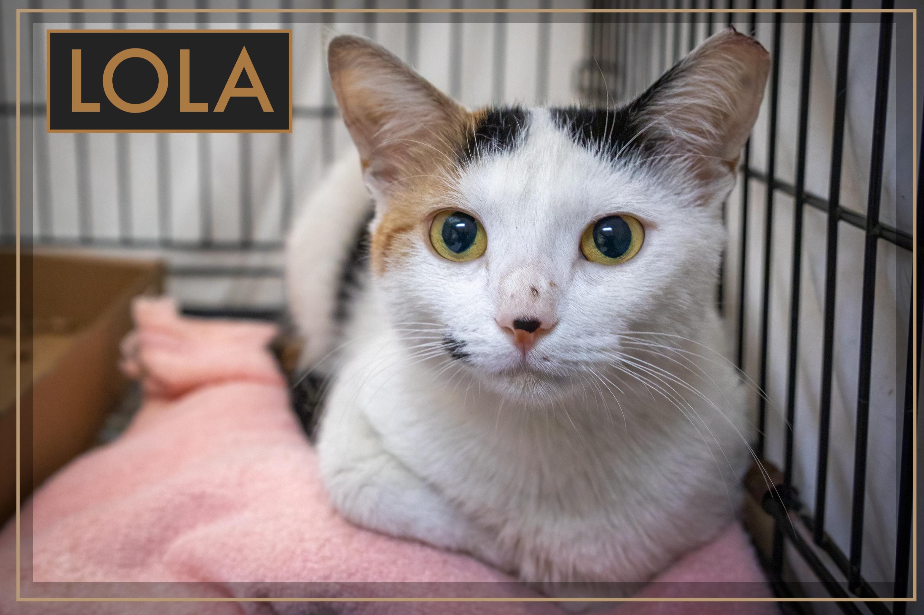 Lola thumbnail 2