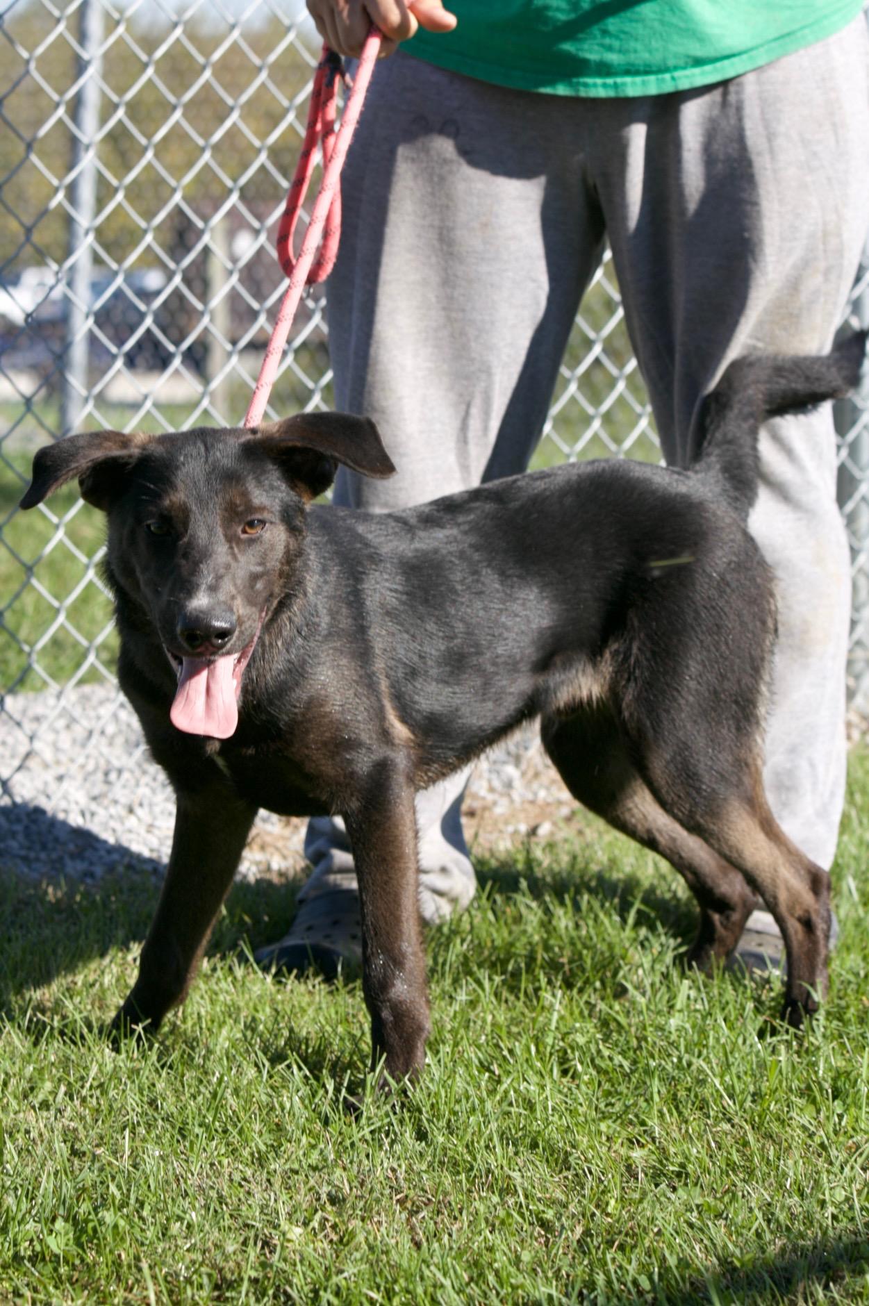 Biscuite, Adoptable, Young Male Labrador Retriever.
