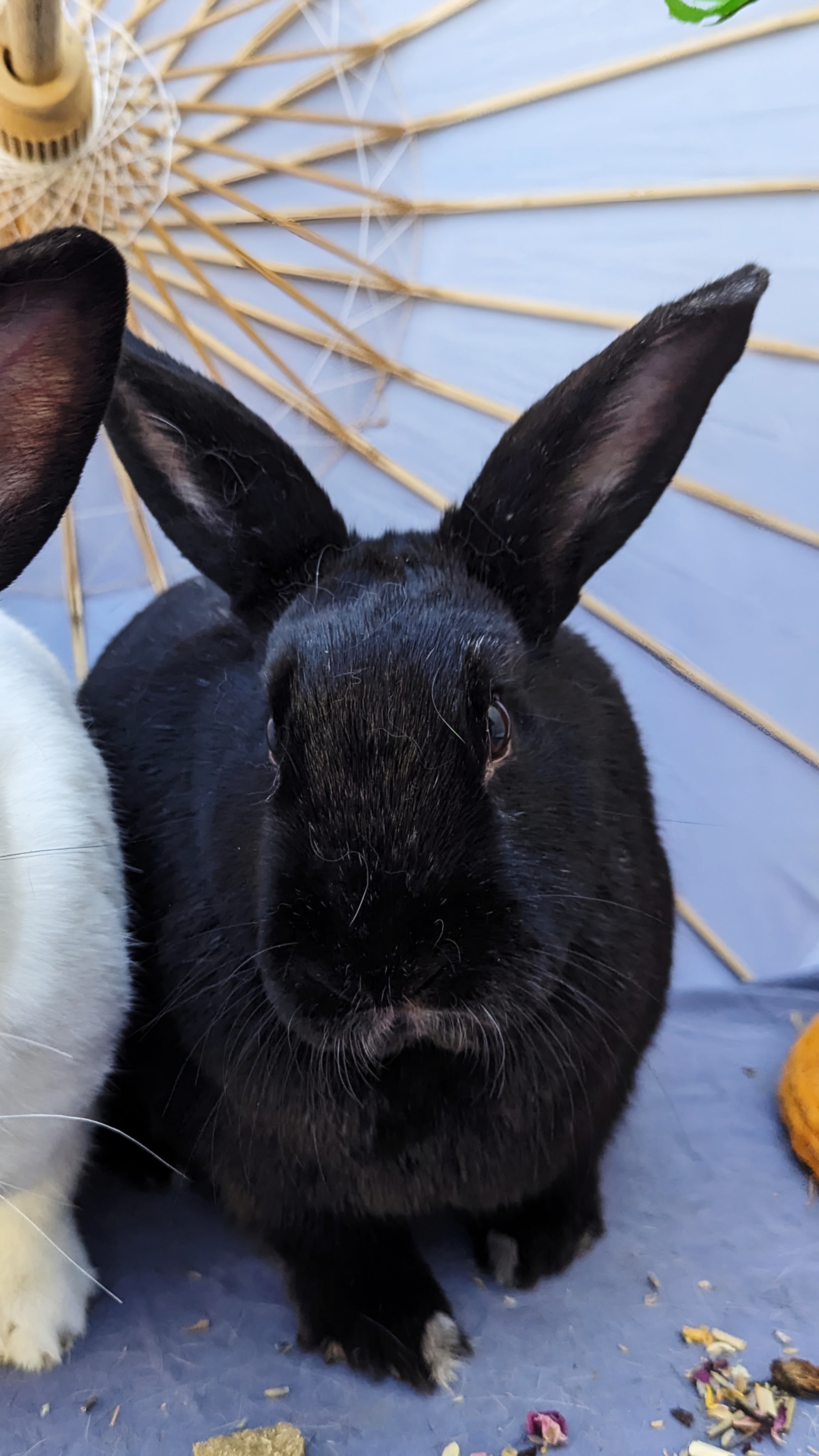 Gizmo, an adoptable Havana in Los Angeles, CA_image-1