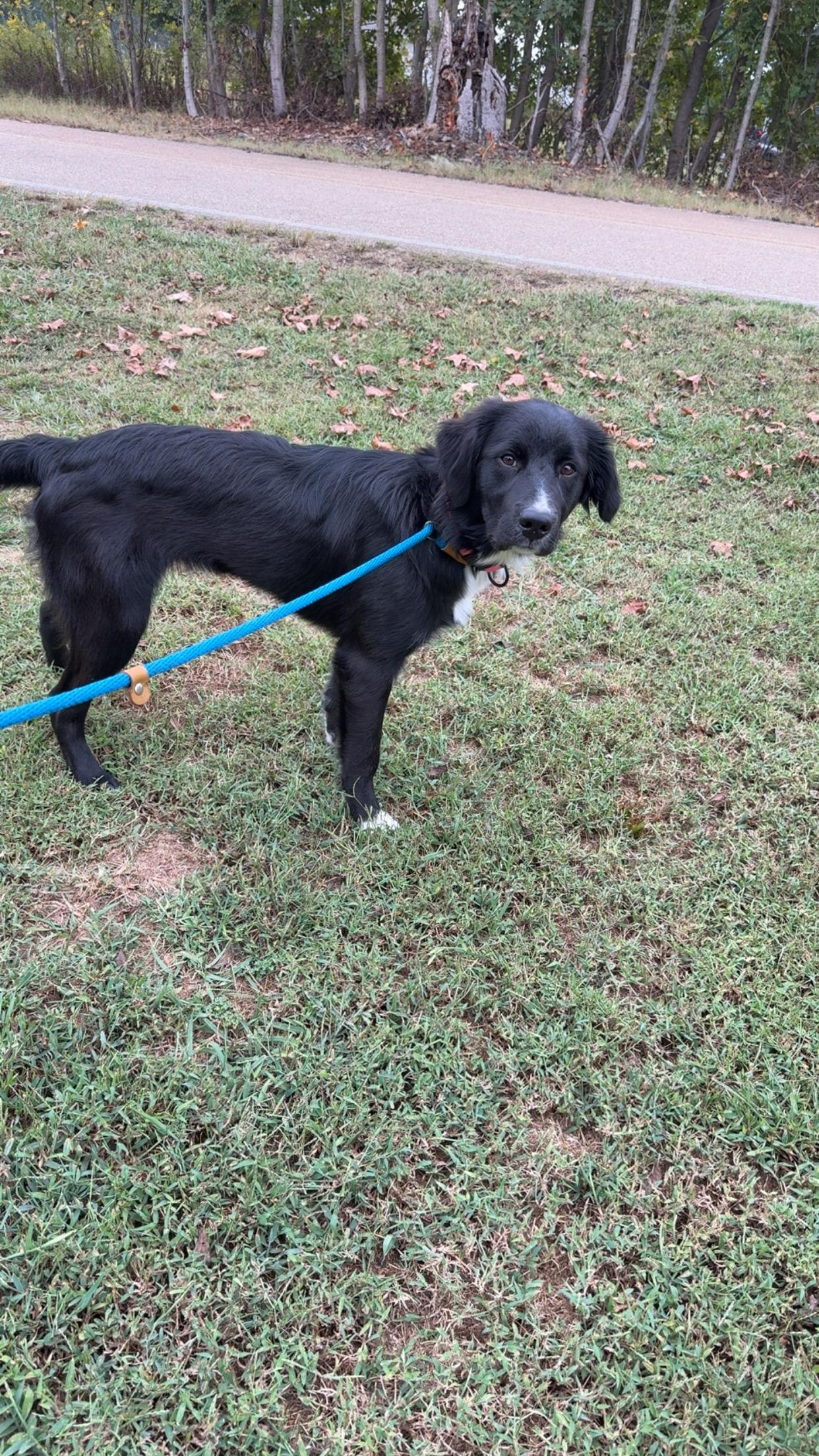 Enlarge Pennie, a Adoptable mixed breed in Covington, TN image 4/5