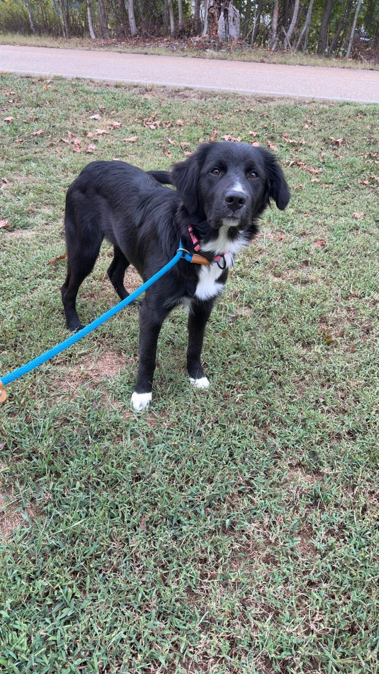 Pennie, Adoptable, Puppy Female Golden Retriever & Labrador Retriever.