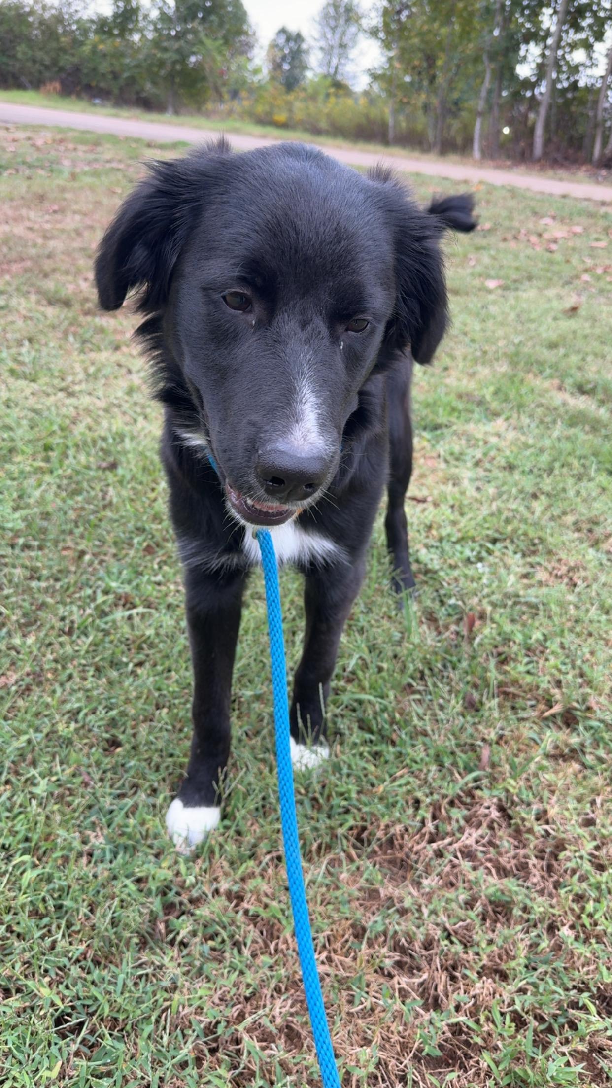Enlarge Pennie, a Adoptable mixed breed in Covington, TN image 3/5