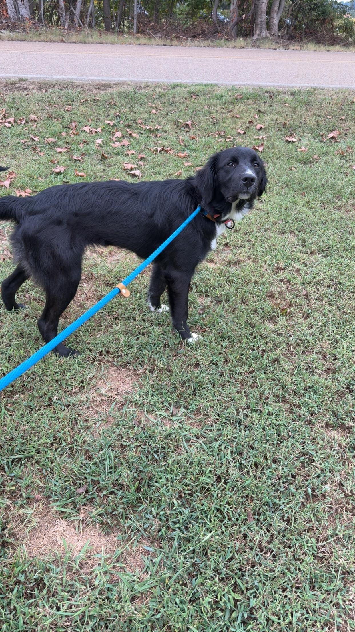Enlarge Pennie, a Adoptable mixed breed in Covington, TN image 5/5