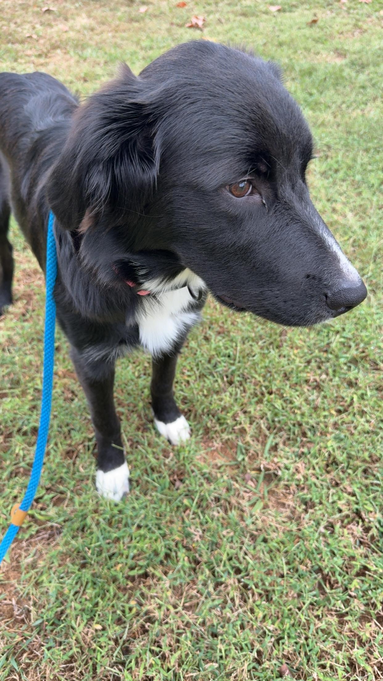 Enlarge Pennie, a Adoptable mixed breed in Covington, TN image 2/5