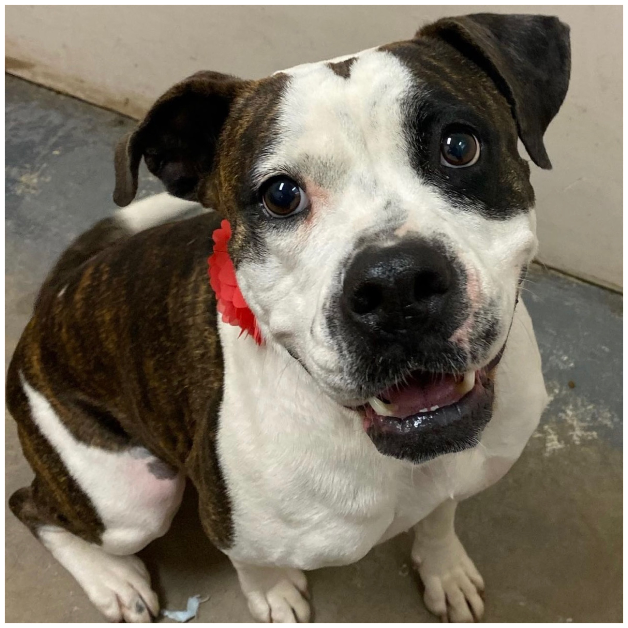 Abbey, a Adoptable mixed breed in Sewaren, NJ image 1/13