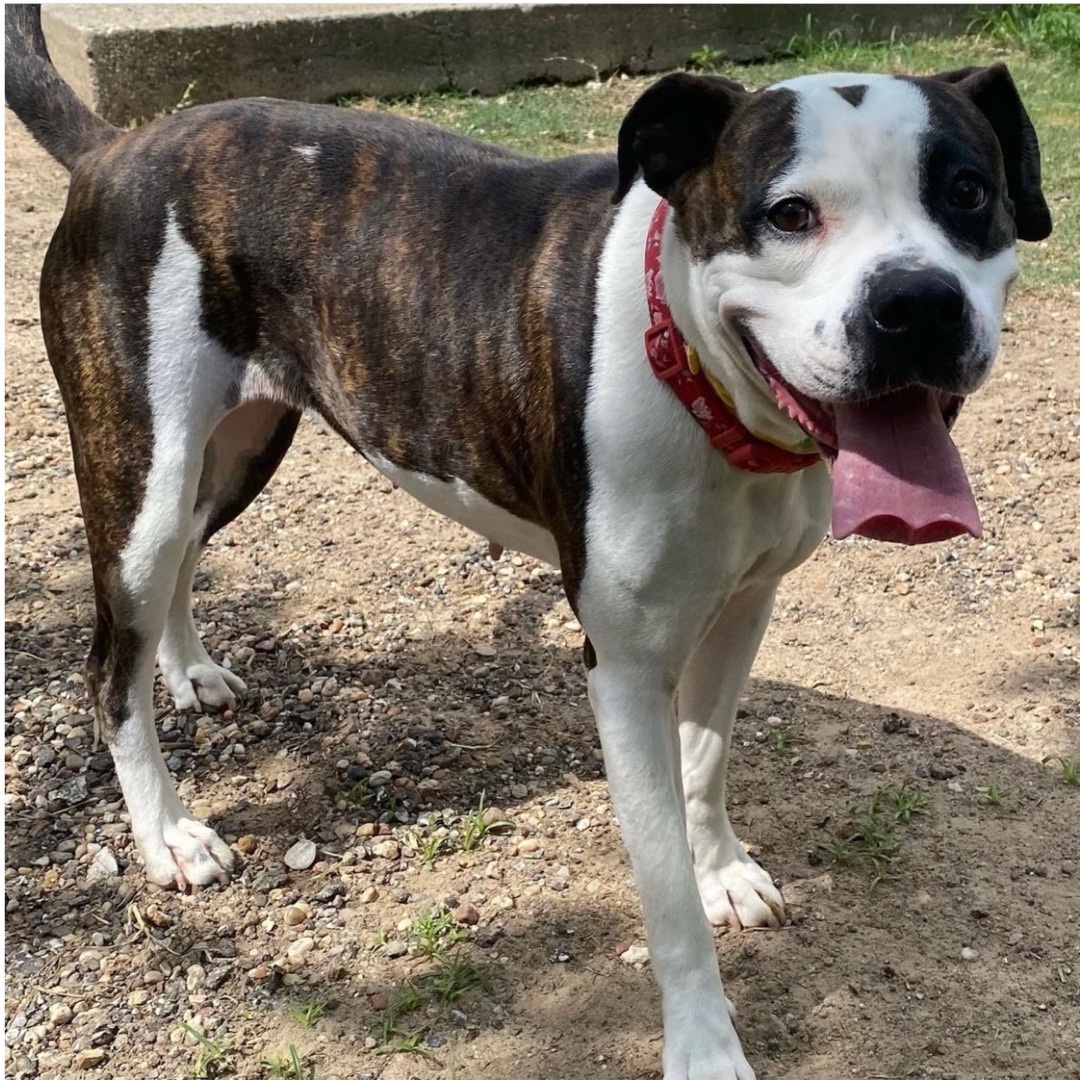 Abbey, a Adoptable mixed breed in Sewaren, NJ image 2/13