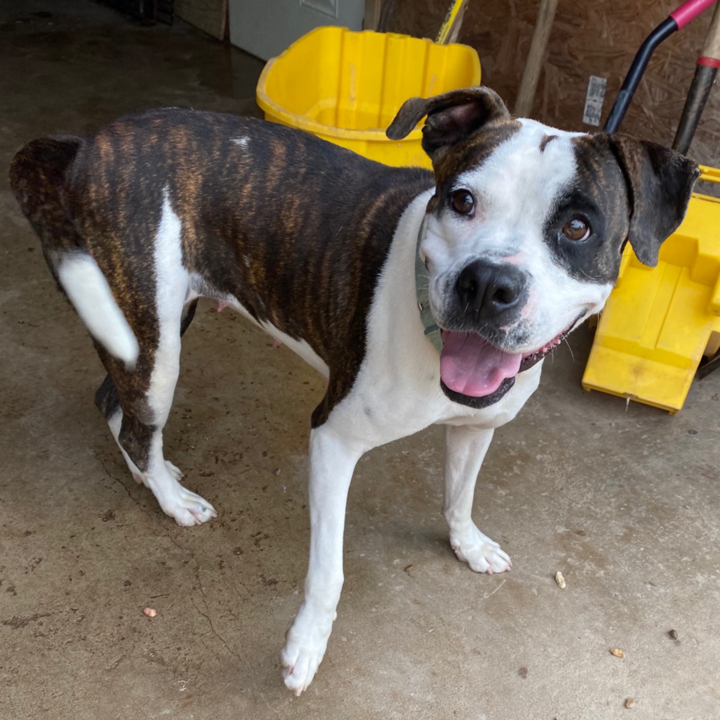 Abbey, a Adoptable mixed breed in Sewaren, NJ image 6/13