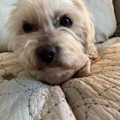 Enlarge Frosty, a ADOPTABLE mixed breed in Bradenton, FL image 5/5