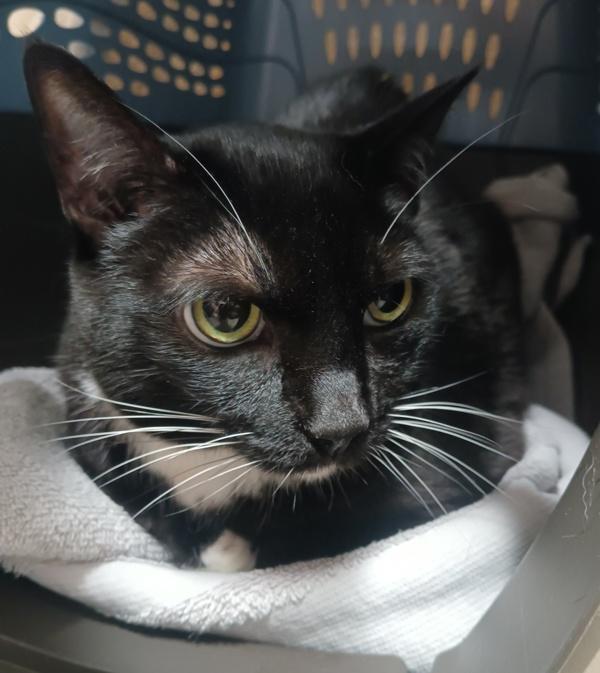 Bonita, Adoptable, Senior Female Domestic Short Hair.