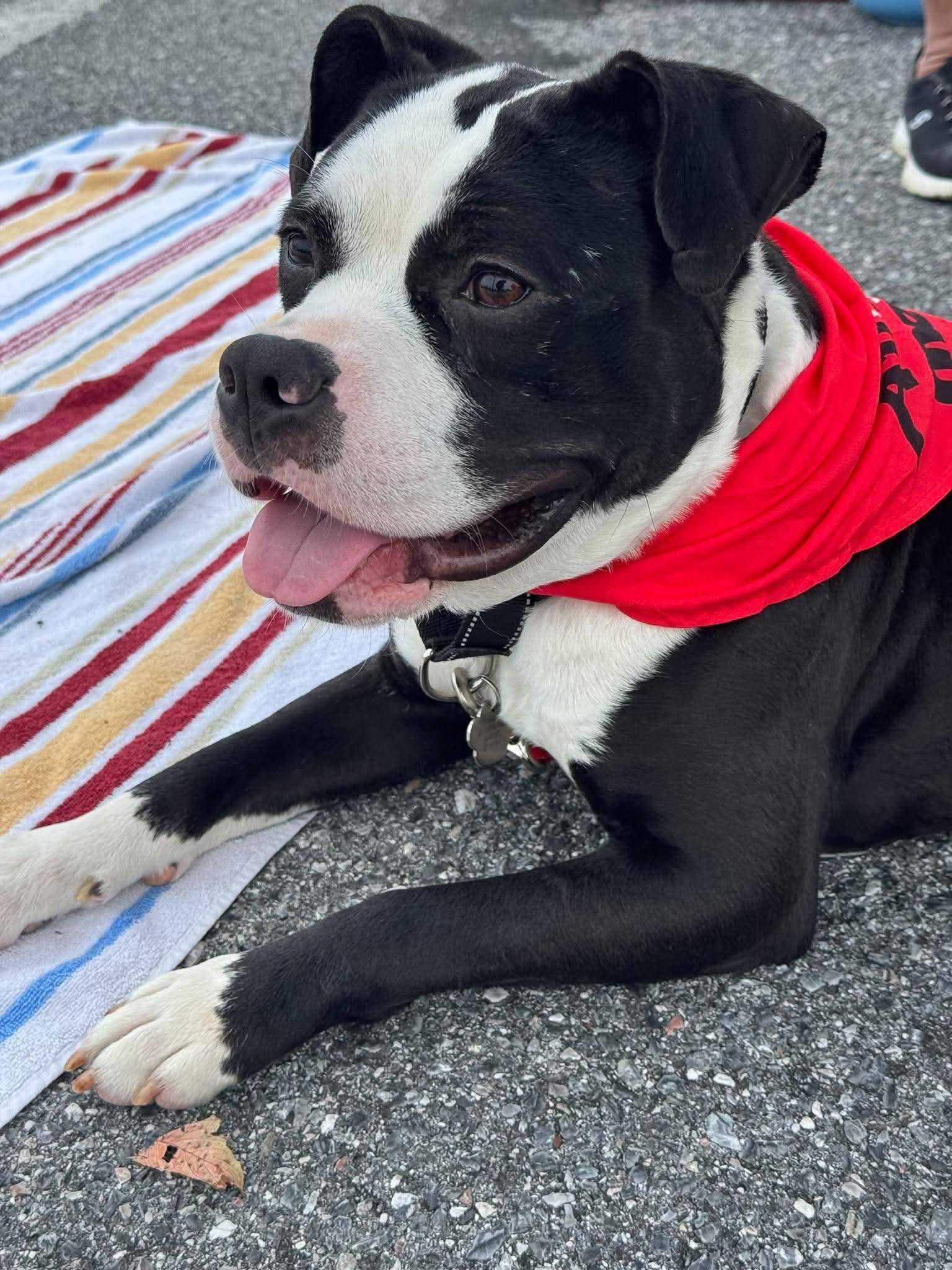 Enlarge Midnight, a Adoptable Pit Bull Terrier in Rockville, MD image 1/3