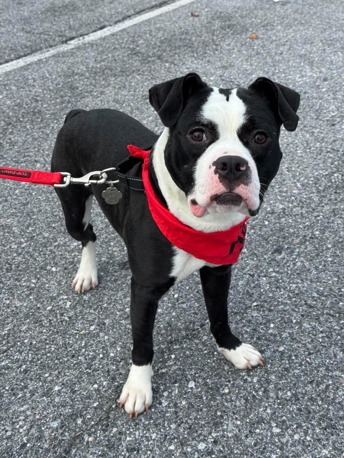 Enlarge Midnight, a Adoptable Pit Bull Terrier in Rockville, MD image 2/3