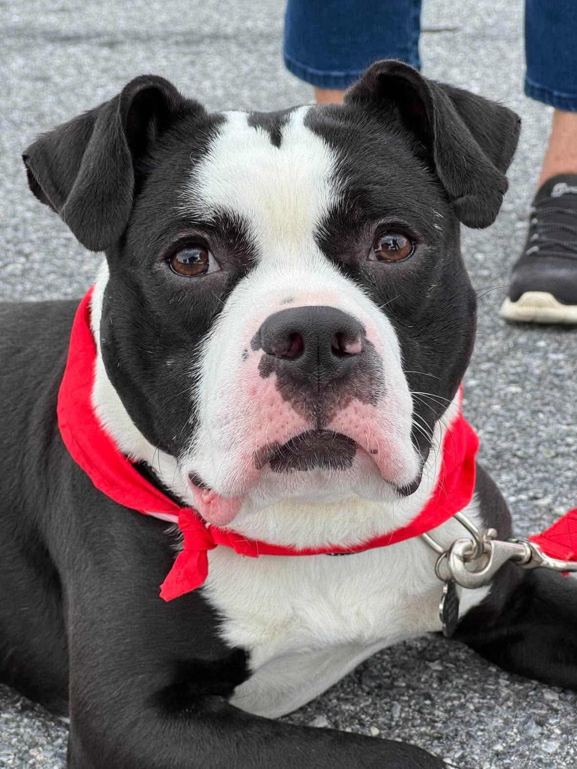 Enlarge Midnight, a Adoptable Pit Bull Terrier in Rockville, MD image 3/3