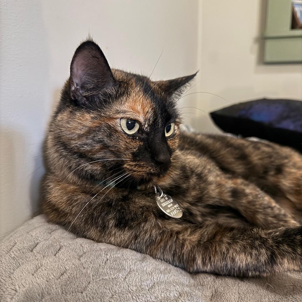 Enlarge Phoenix, a Adoptable mixed breed in Amarillo, TX image 2/6