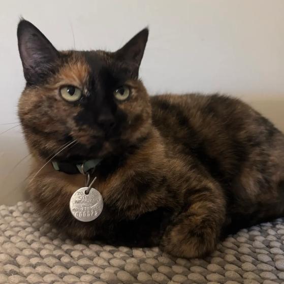 Enlarge Phoenix, a Adoptable mixed breed in Amarillo, TX image 4/6