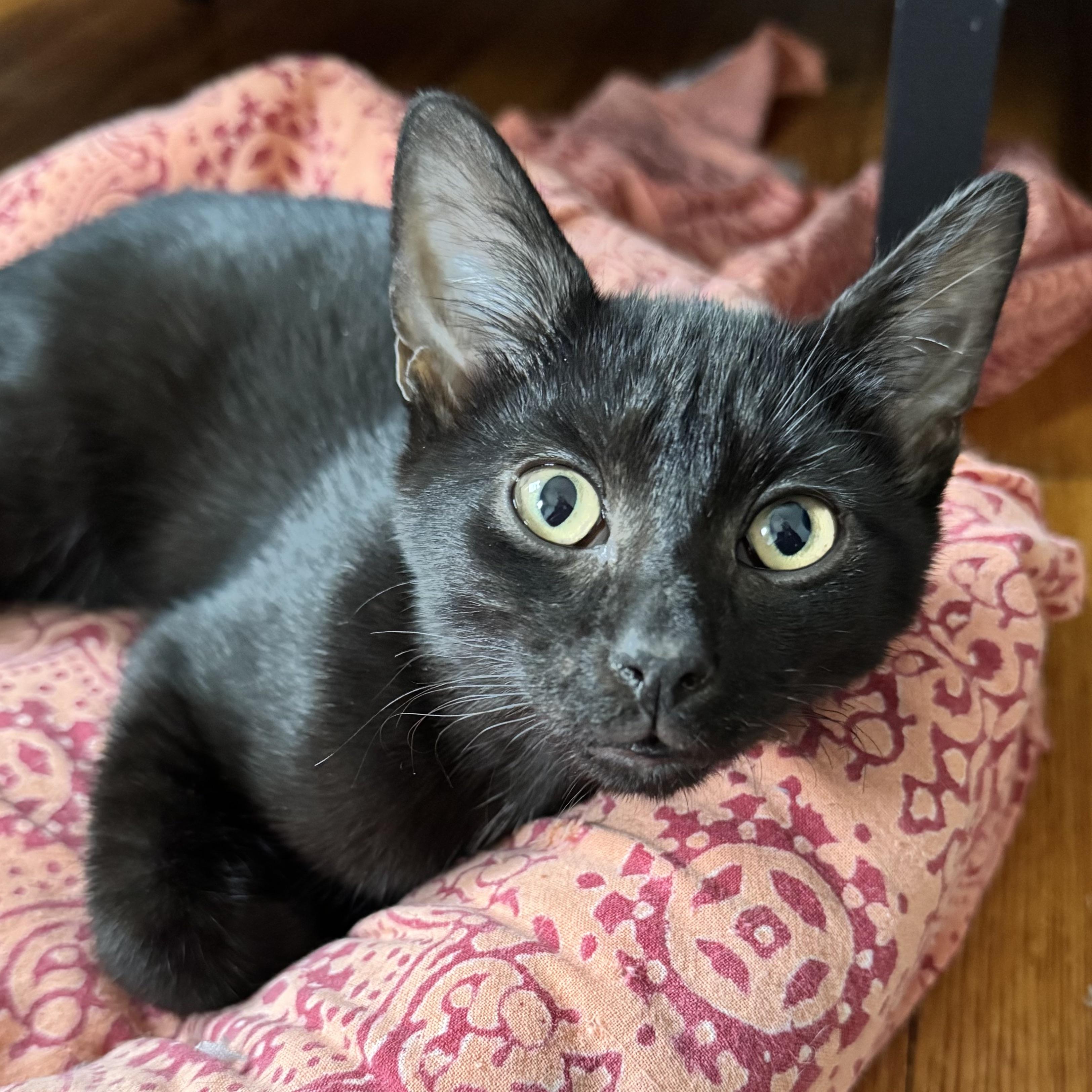 Quincy, Adoptable, Kitten Male American Shorthair.