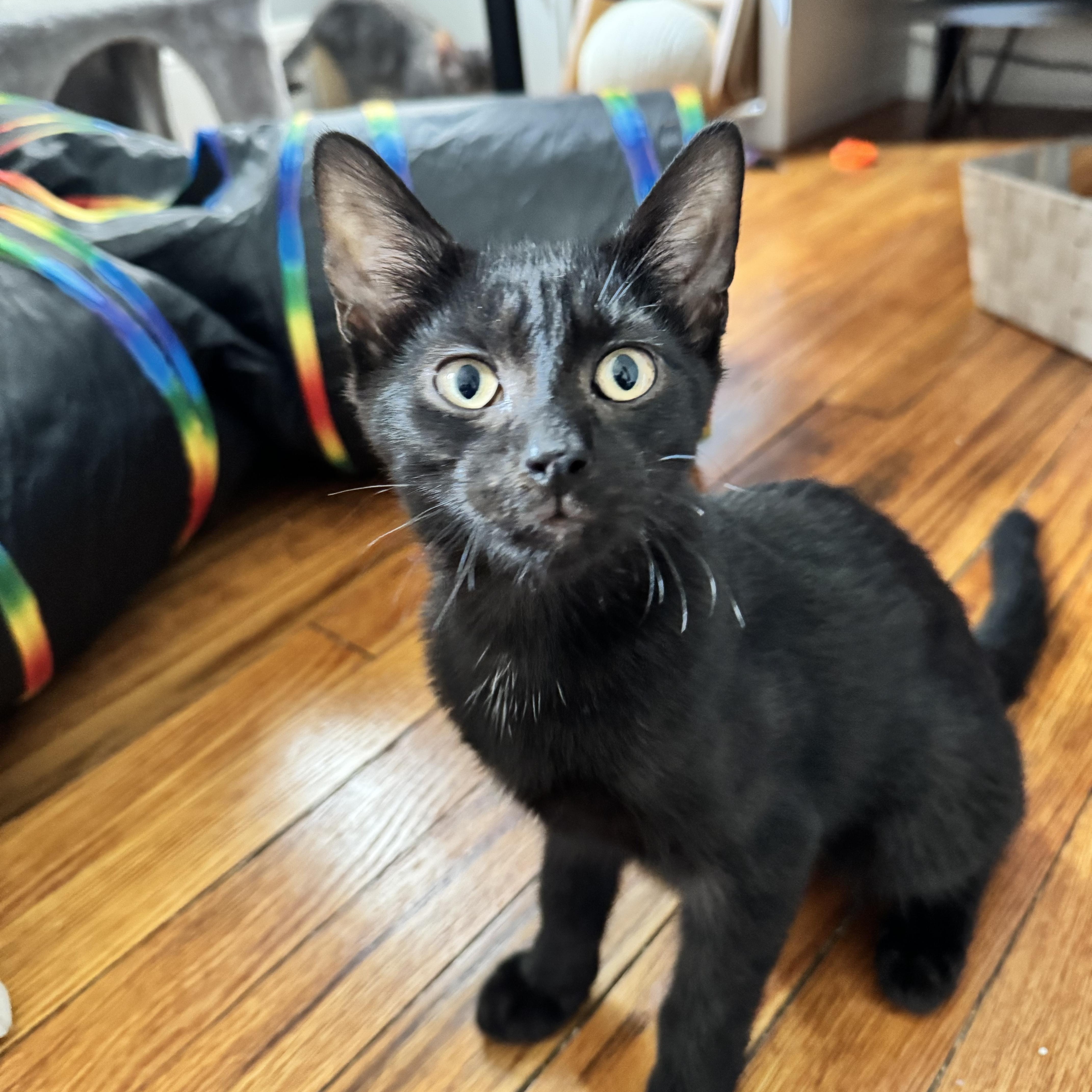 Quincy, Adoptable, Kitten Male American Shorthair.