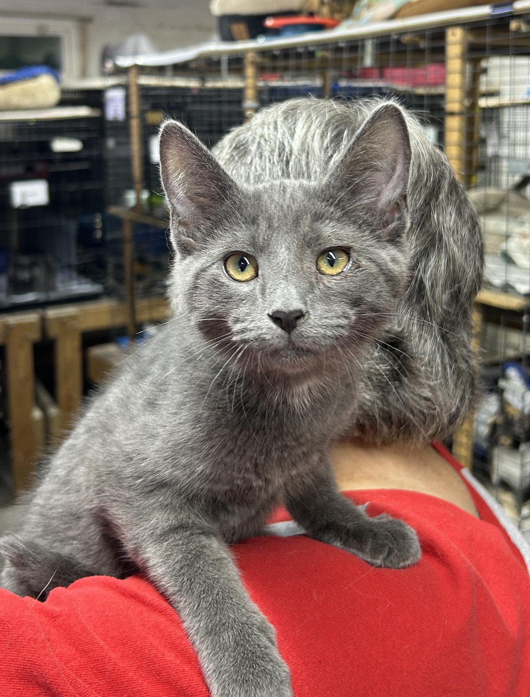 Silas, Adoptable, Kitten Male Domestic Short Hair.
