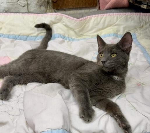 Enlarge Silas, a Adoptable Domestic Short Hair in Avon, OH image 3/6