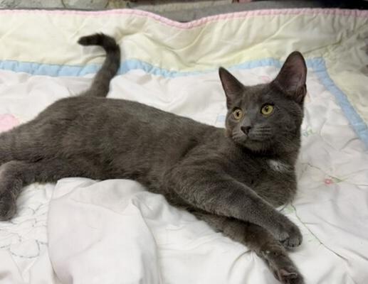 Enlarge Silas, a Adoptable Domestic Short Hair in Avon, OH image 5/6