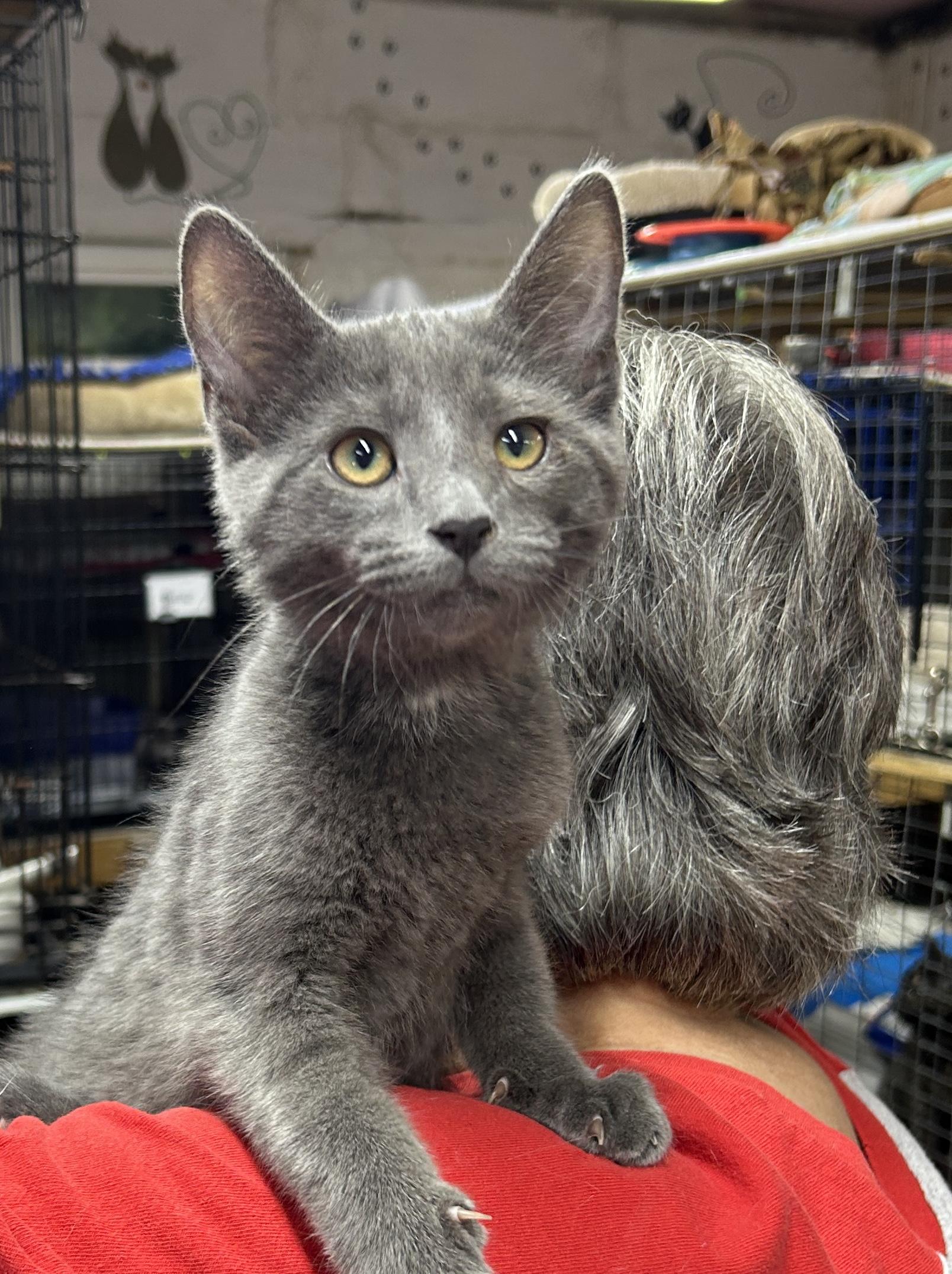 Silas, Adoptable, Kitten Male Domestic Short Hair.