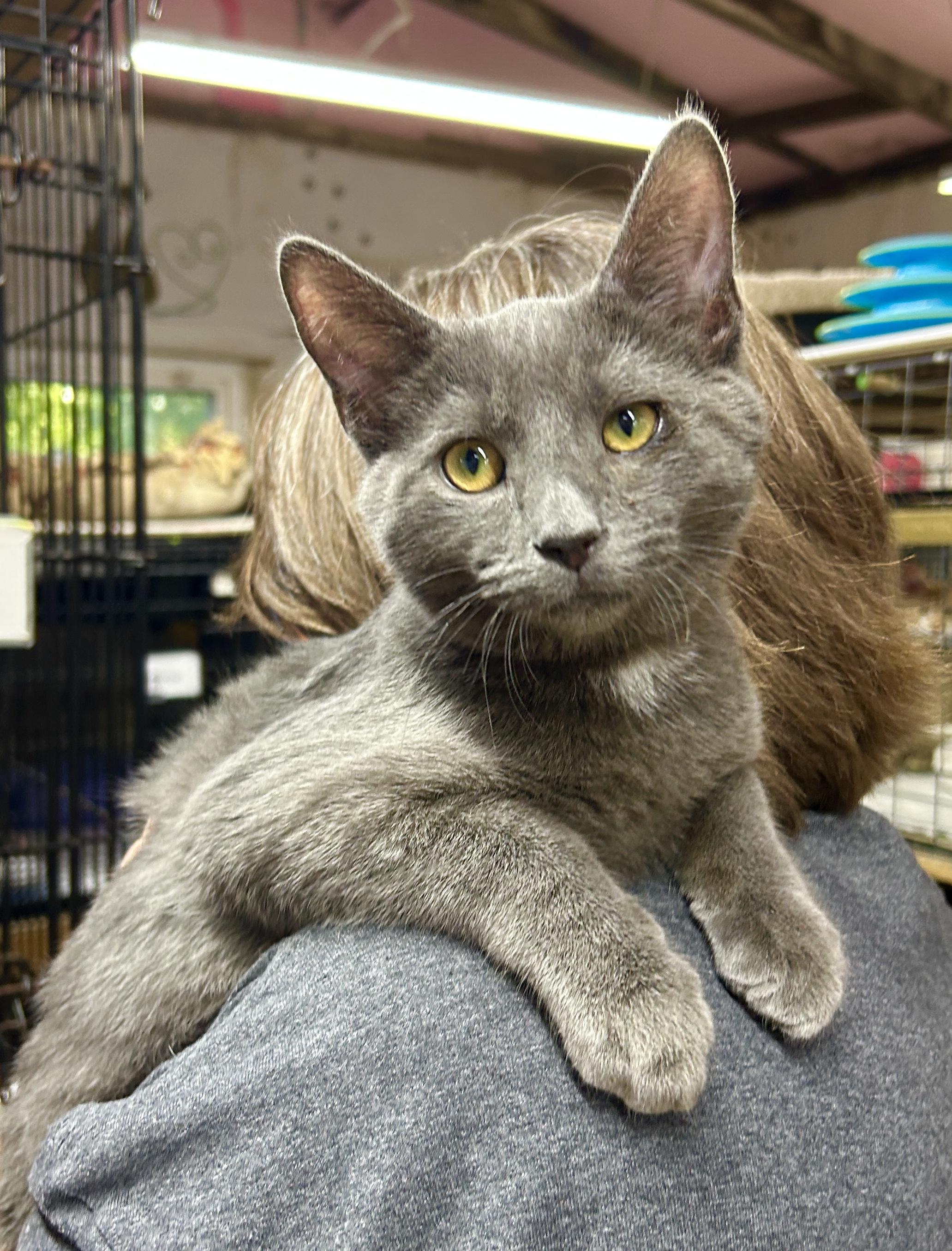 Enlarge Silas, a Adoptable Domestic Short Hair in Avon, OH image 6/6
