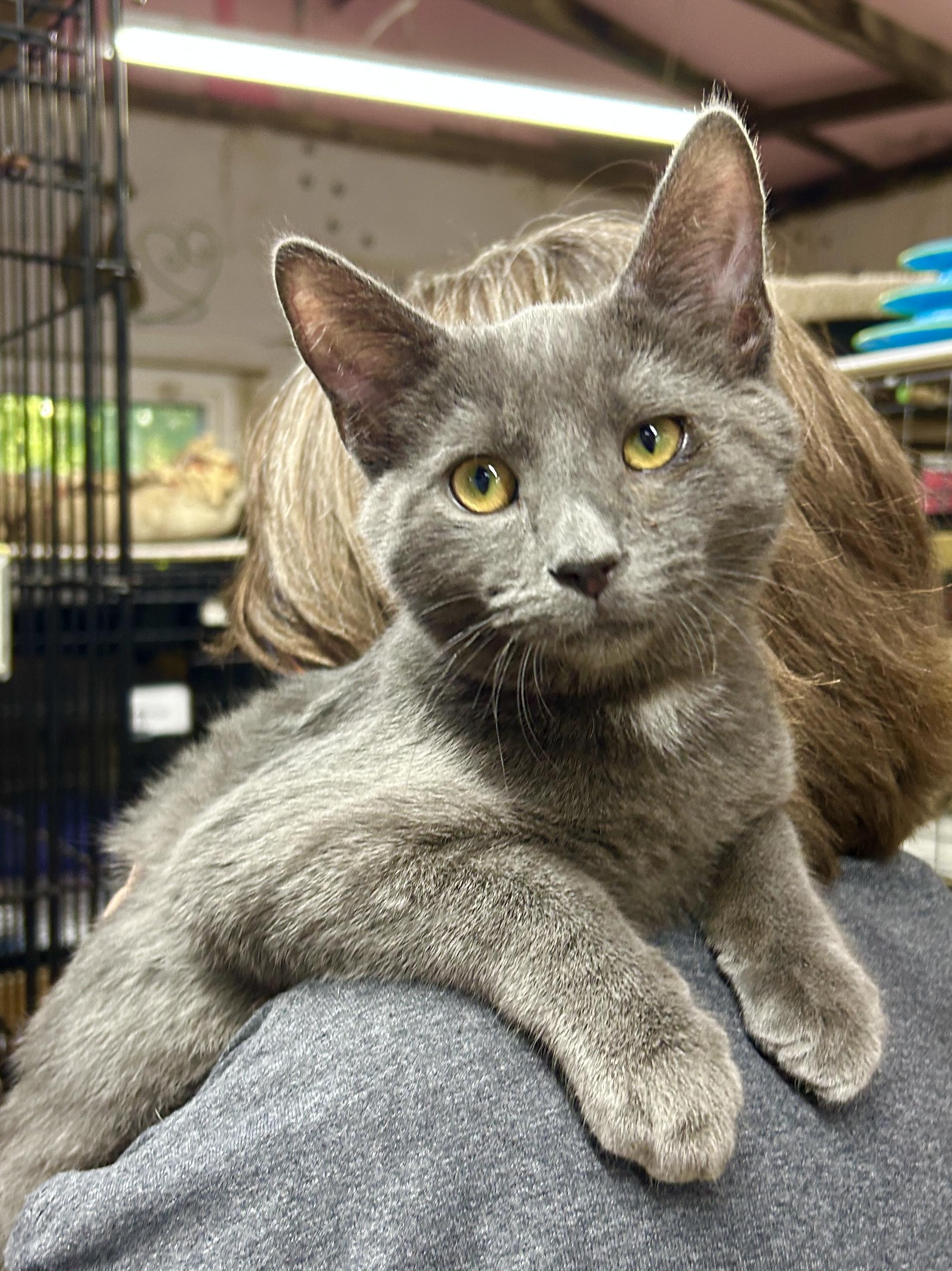 Enlarge Silas, a Adoptable Domestic Short Hair in Avon, OH image 2/6