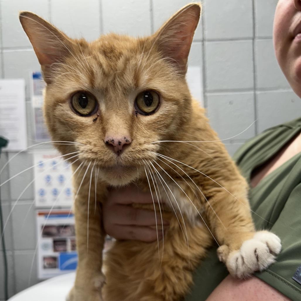 Molecule, a Adoptable Domestic Short Hair in West Olive, MI image 1/3