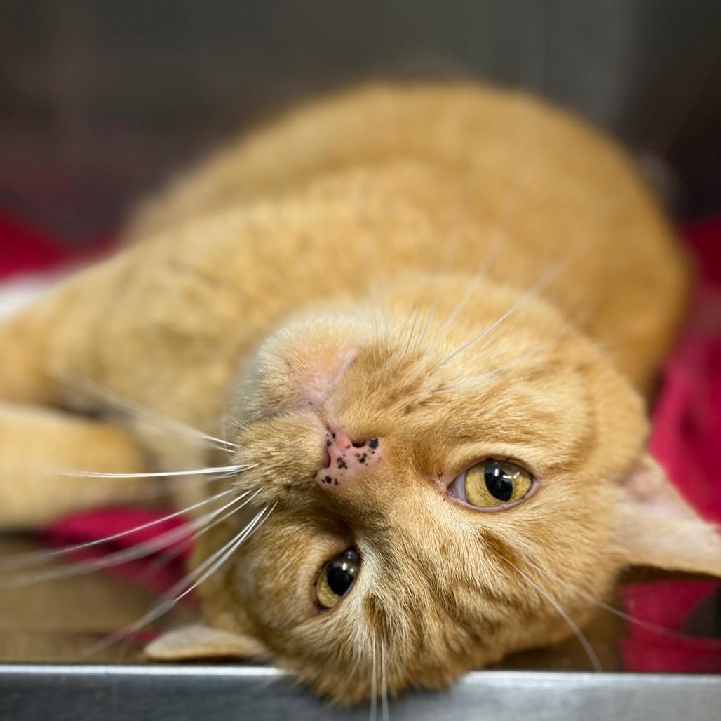 Molecule, a Adoptable Domestic Short Hair in West Olive, MI image 2/3