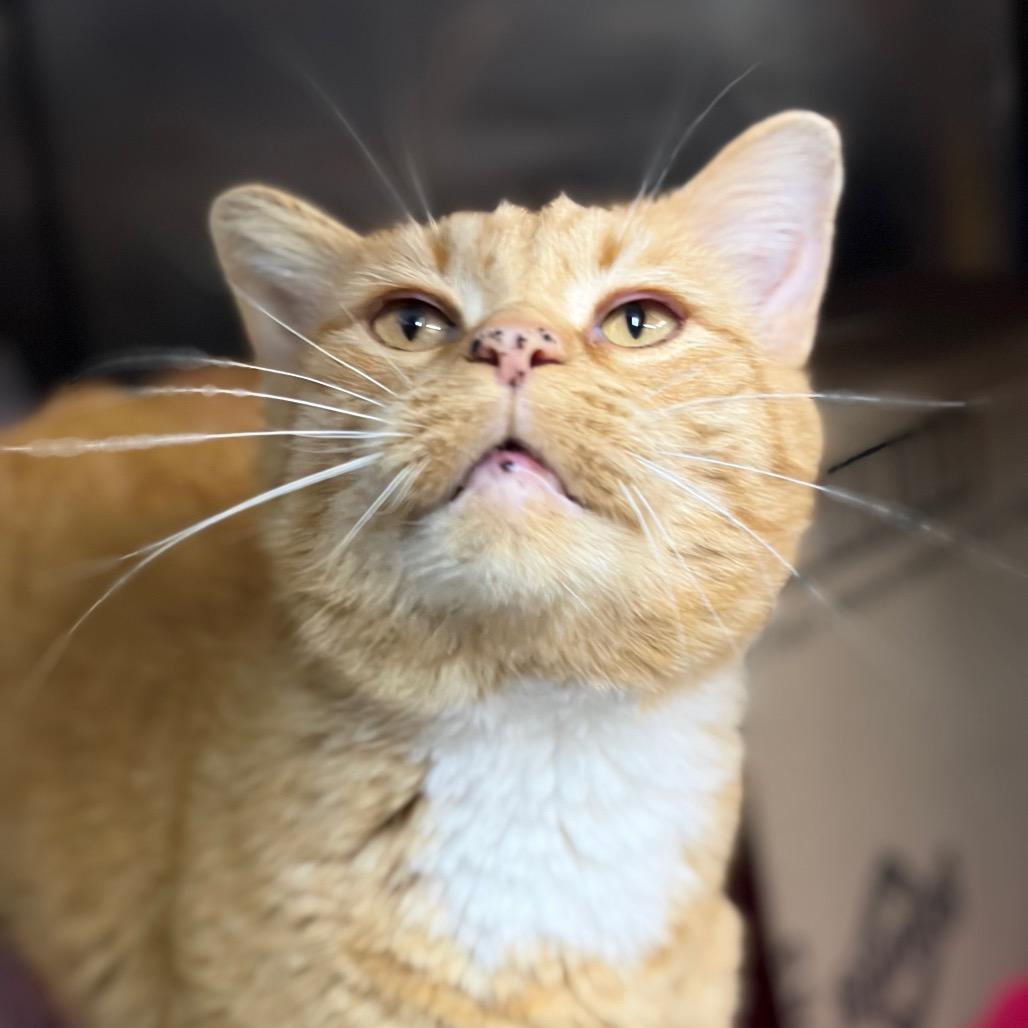 Molecule, a Adoptable Domestic Short Hair in West Olive, MI image 3/3