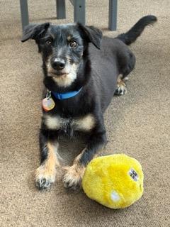 KD, ADOPTABLE, Senior Male Schnauzer & Jack Russell Terrier.