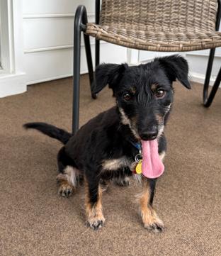 Enlarge KD, a ADOPTABLE mixed breed in Irmo, SC image 2/2