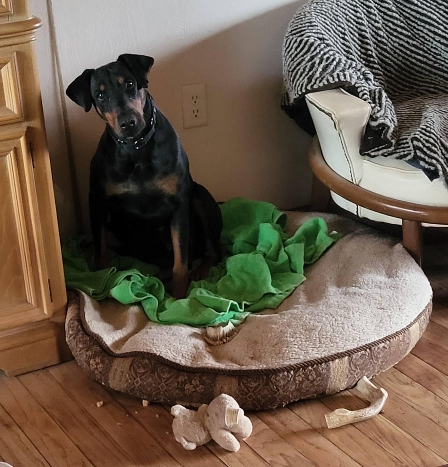 Enlarge Samantha (Honey), a ADOPTABLE Doberman Pinscher in Fleetwood, PA image 1/3