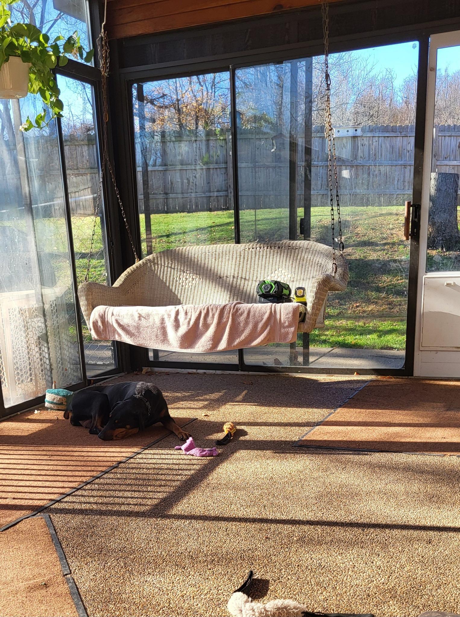 Enlarge Samantha (Honey), a ADOPTABLE Doberman Pinscher in Fleetwood, PA image 2/3