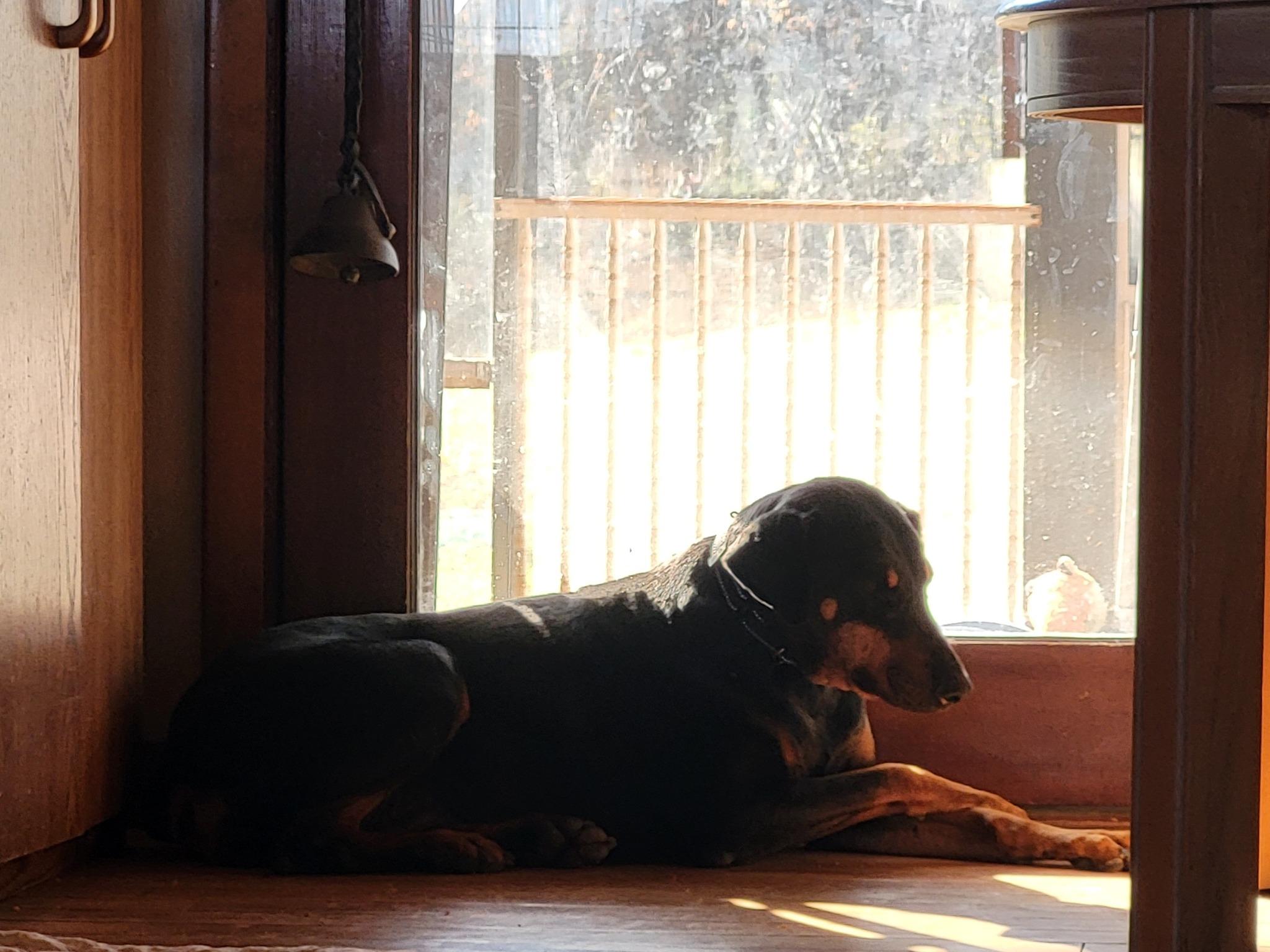 Enlarge Samantha (Honey), a ADOPTABLE Doberman Pinscher in Fleetwood, PA image 3/3