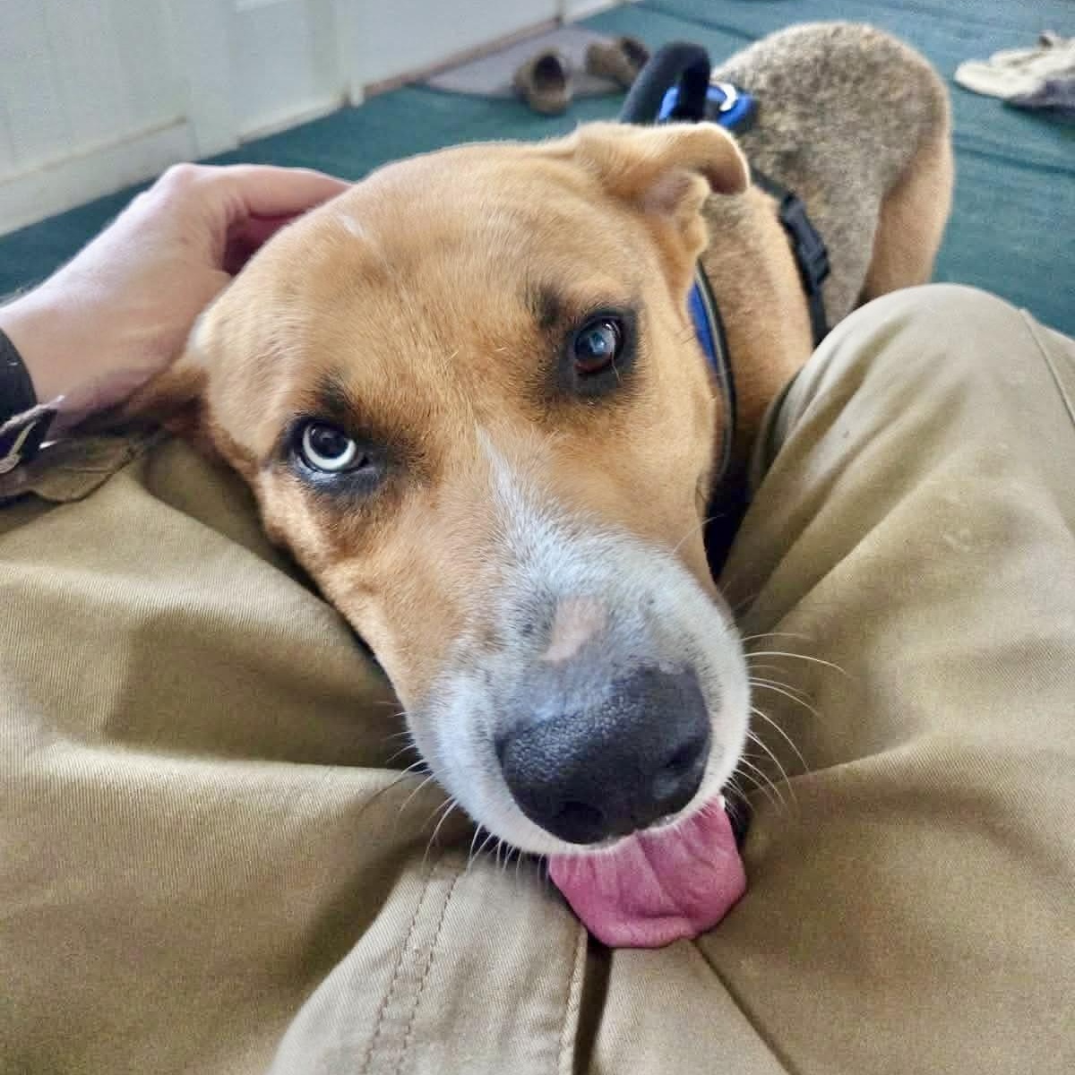 Topo, Adoptable, Adult Male Labrador Retriever & Australian Cattle Dog / Blue Heeler.