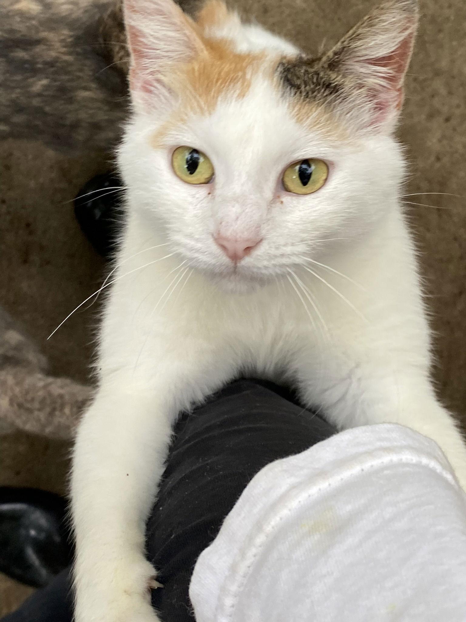 Rosie, Adopted, Young Female Domestic Short Hair.