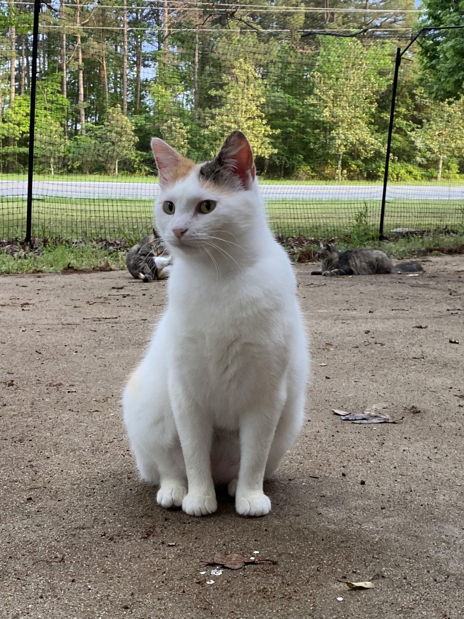 Enlarge Rosie, a Adopted Domestic Short Hair in Drasco, AR image 3/3