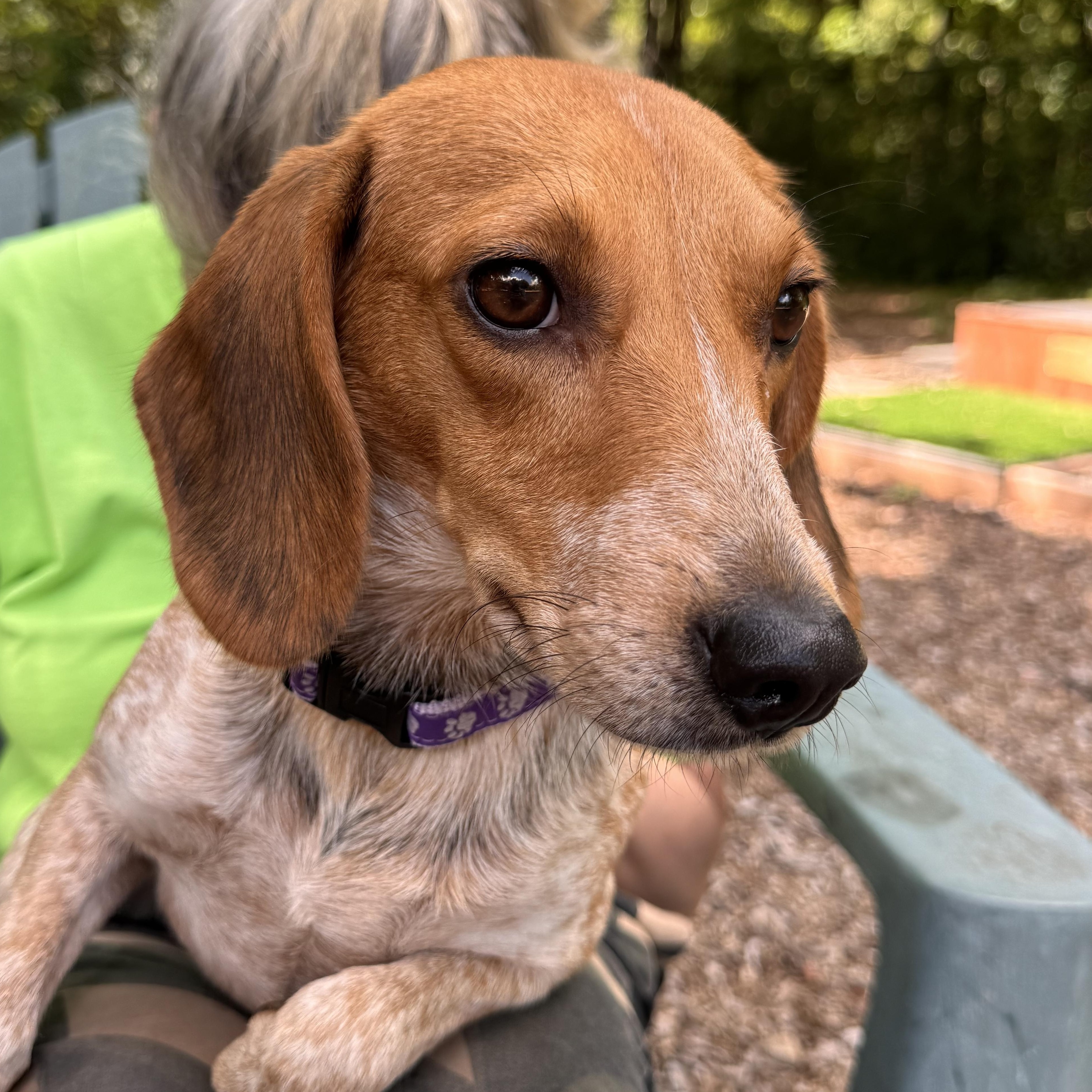 Mary, ADOPTABLE, Young Female Beagle.