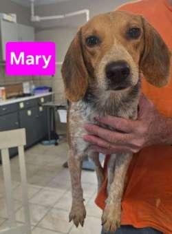 Enlarge Mary, a ADOPTABLE Beagle in Sudbury, MA image 3/3