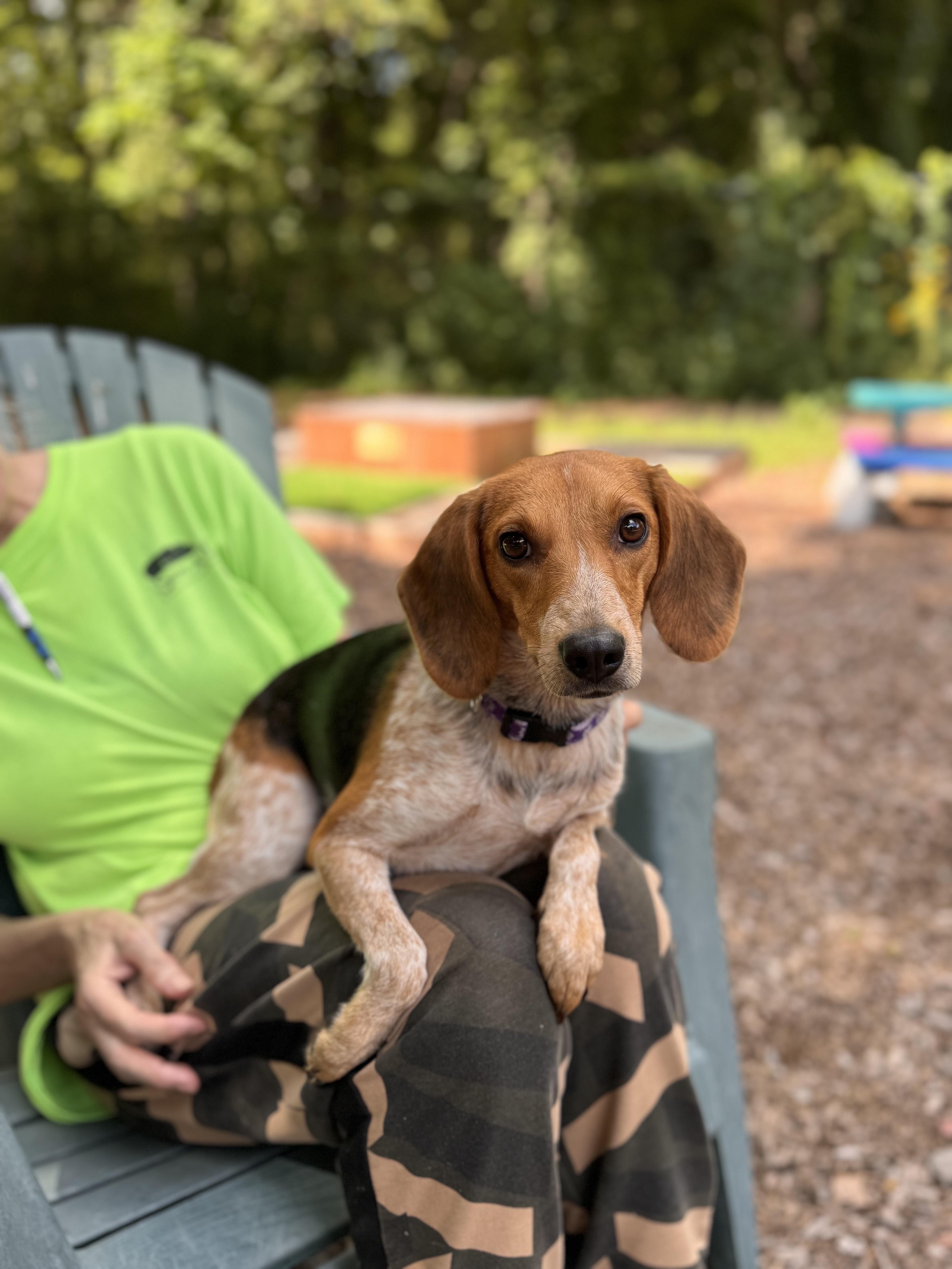 Enlarge Mary, a ADOPTABLE Beagle in Sudbury, MA image 2/3