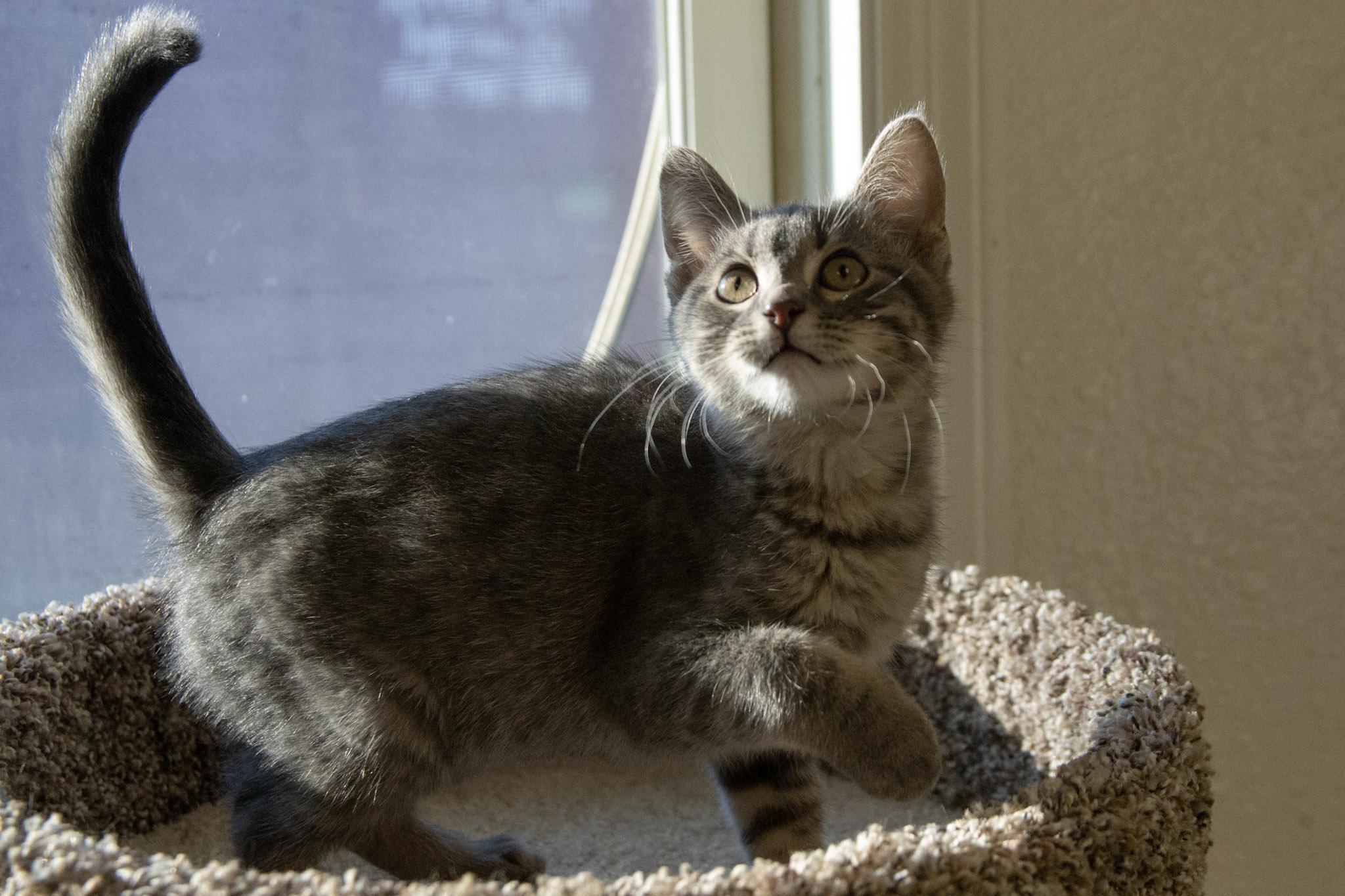 Purr-cival, a Adoptable Domestic Short Hair in Red Wing, MN image 3/5