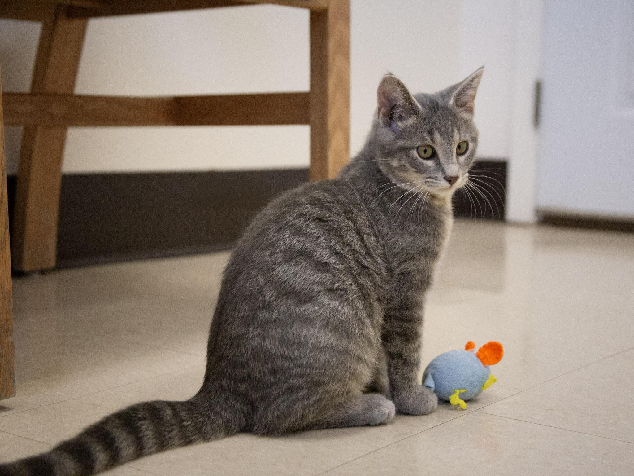 Purr-cival, a Adoptable Domestic Short Hair in Red Wing, MN image 2/5