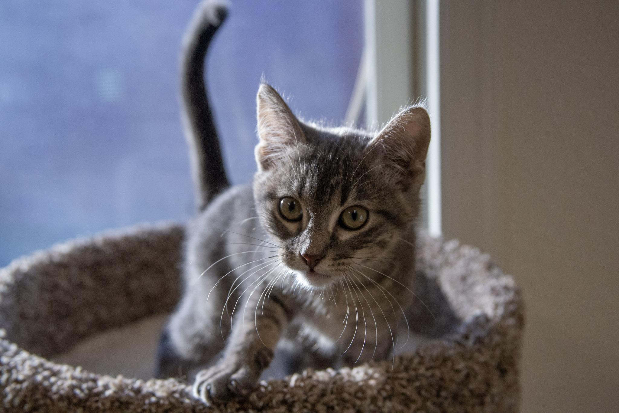 Purr-cival, a Adoptable Domestic Short Hair in Red Wing, MN image 1/5