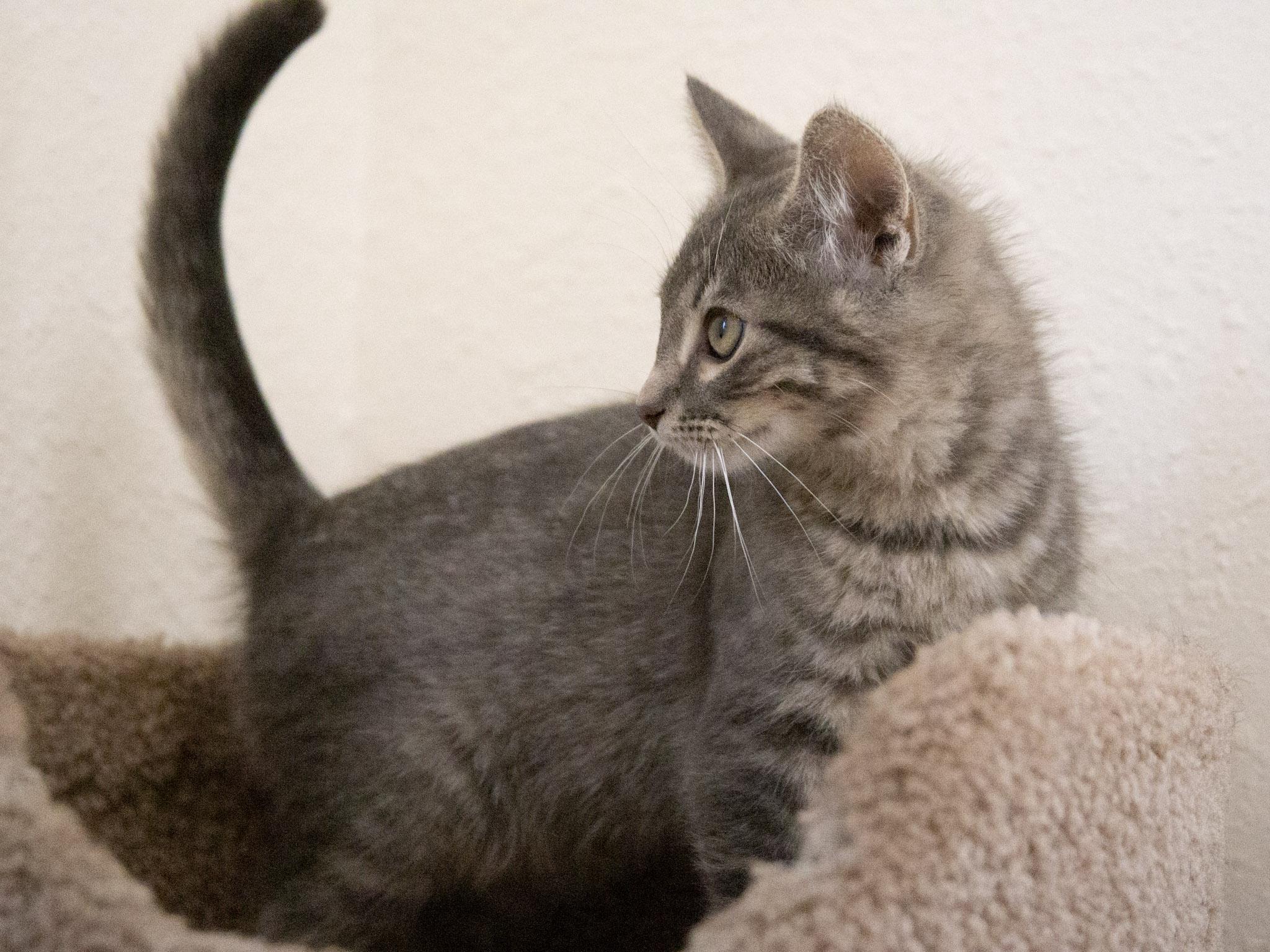 Purr-cival, a Adoptable Domestic Short Hair in Red Wing, MN image 4/5