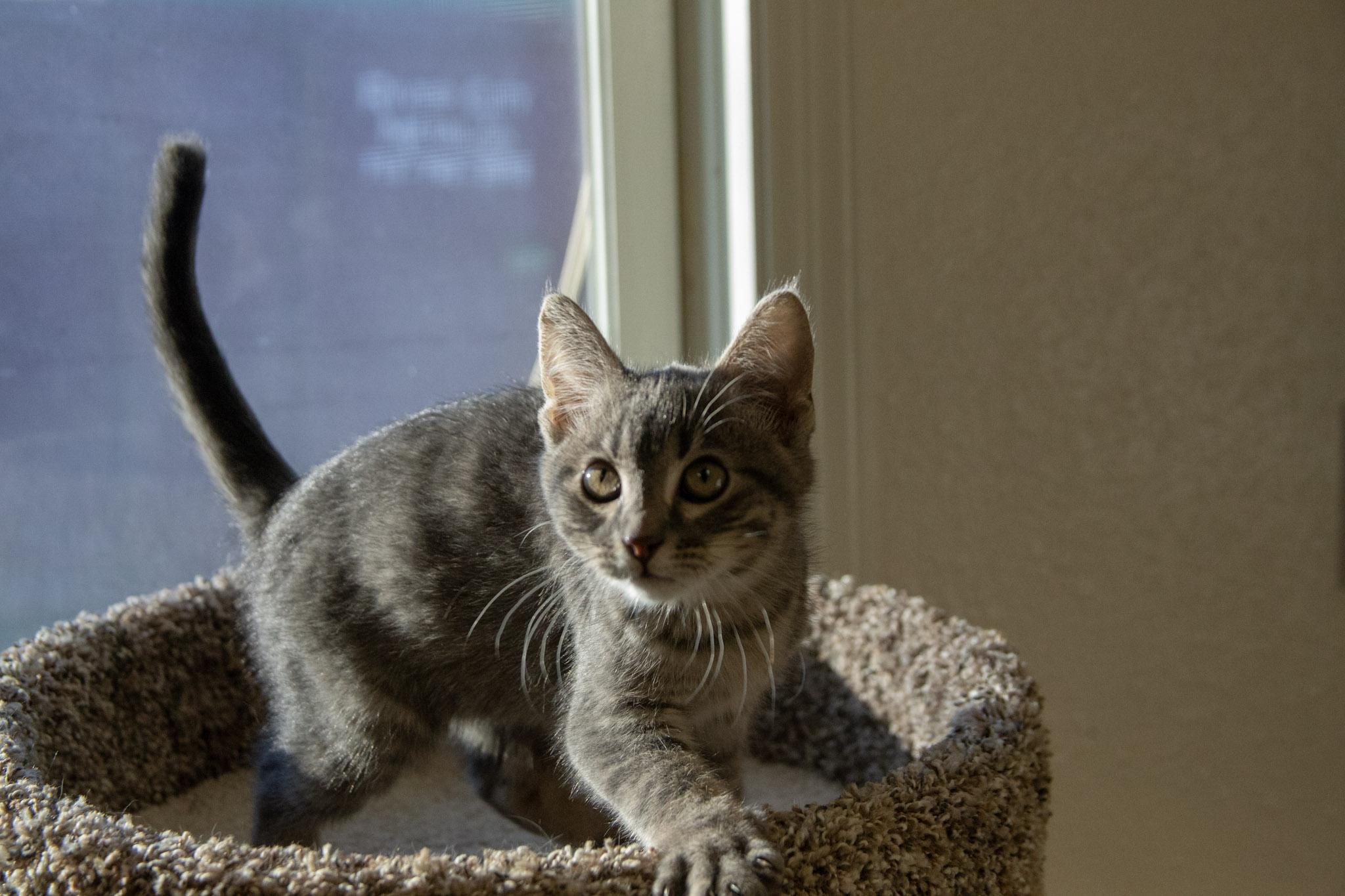 Purr-cival, a Adoptable Domestic Short Hair in Red Wing, MN image 5/5