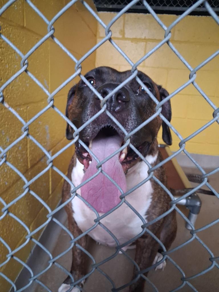 Chance, Adoptable, Adult Male Boxer & Mastiff.