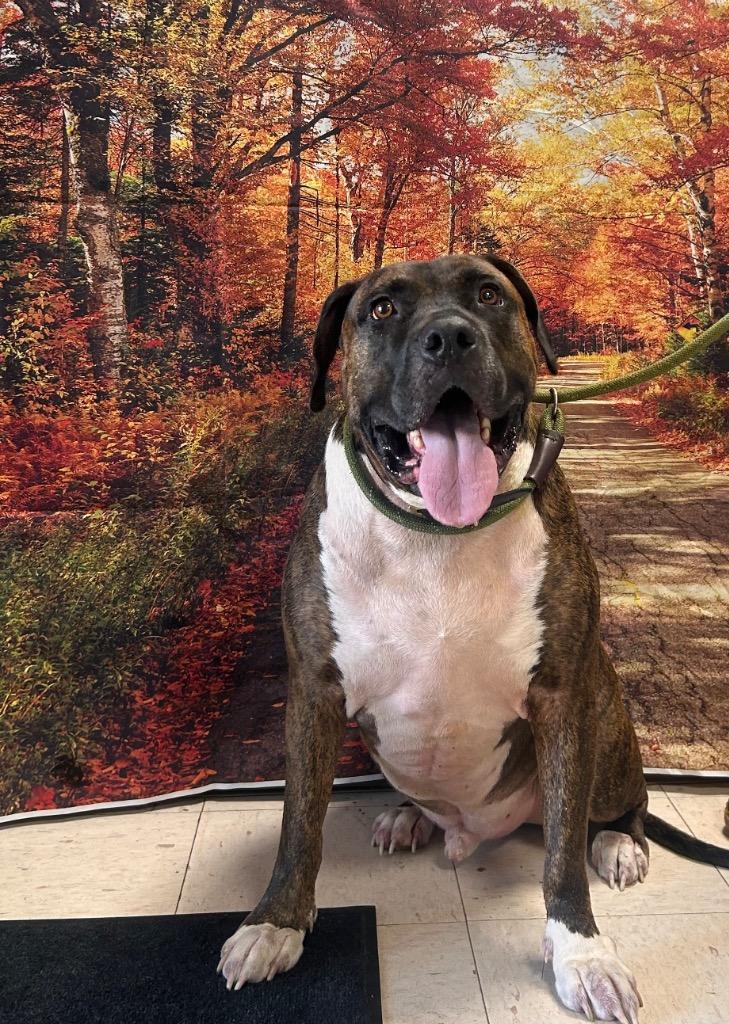 Enlarge Chance, a Adoptable mixed breed in New Manchester, WV image 2/6