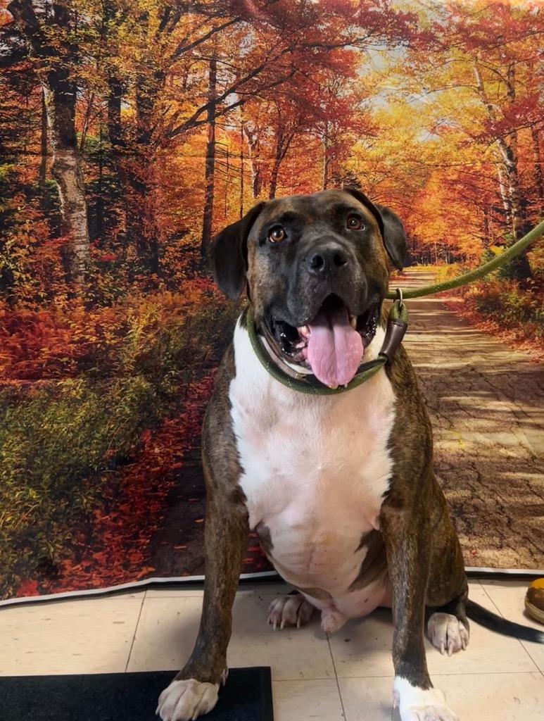 Enlarge Chance, a Adoptable mixed breed in New Manchester, WV image 3/6