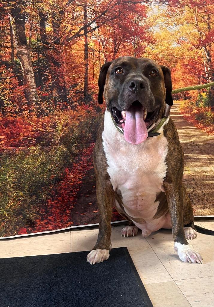 Enlarge Chance, a Adoptable mixed breed in New Manchester, WV image 4/6